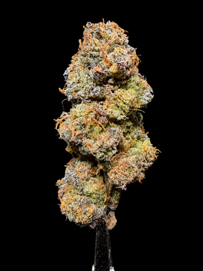 รูปดอกกัญชาพร้อมขาย สายพันธุ์ Permanent marker strain ของร้าน High-garden420