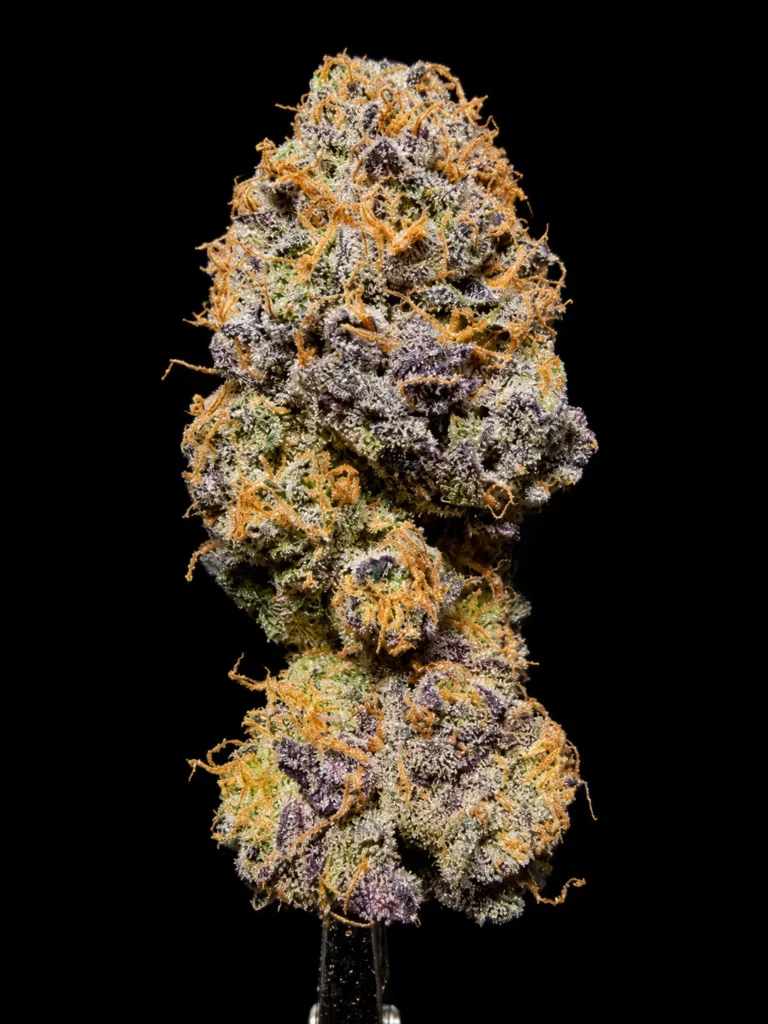 รูปดอกกัญชาพร้อมขาย สายพันธุ์ Permanent marker strain ของร้าน High-garden420