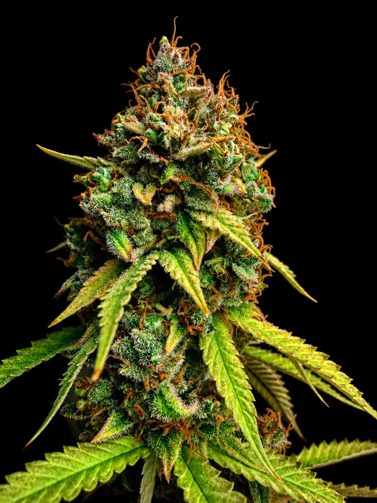 รูปดอกกัญชาสายพันธุ์ Strawberry og cookies จากร้าน High-garden420