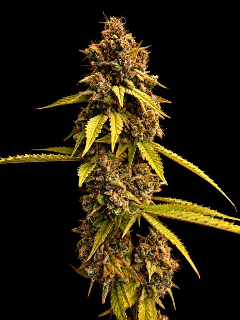 รูปกิ่งกัญชาสายพันธุ์ Strawberry og cookies จากร้าน High-garden420