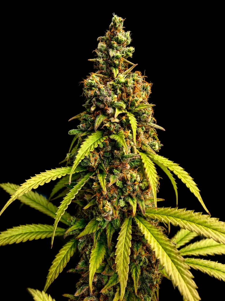 รูปกิ่งกัญชาสายพันธุ์ Strawberry og cookies จากร้าน High-garden420