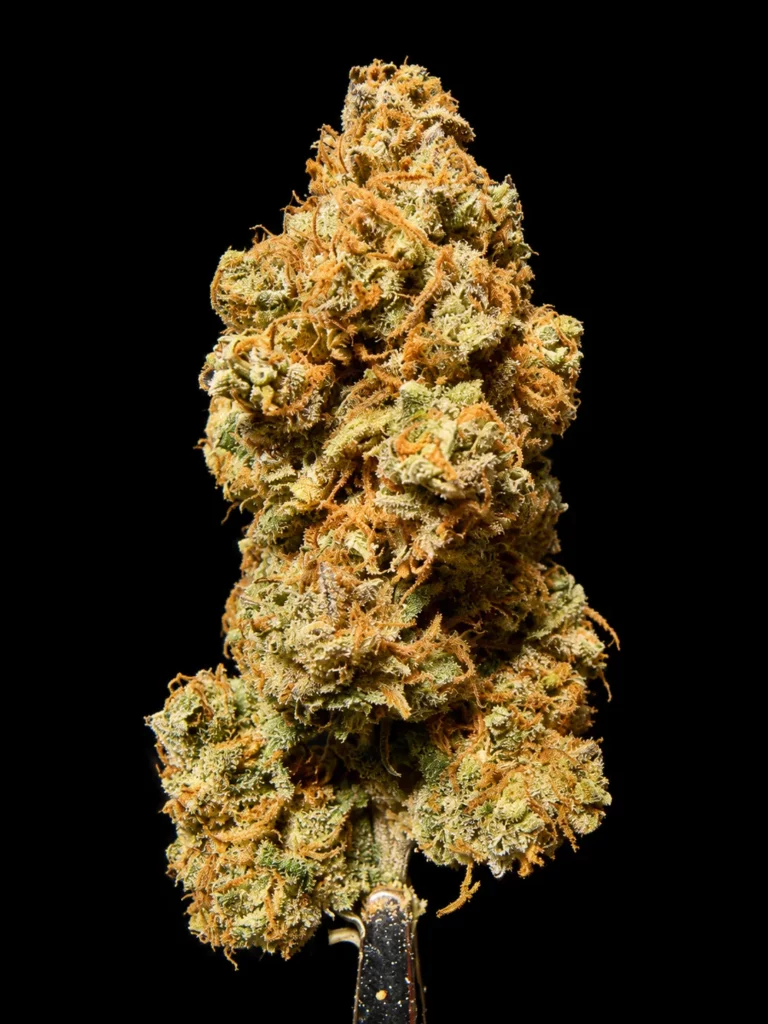 รูปดอกกัญชาพร้อมจำหน่าย สายพันธุ์ Strawberry og cookies จากร้าน High-garden420
