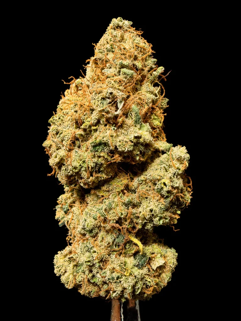 รูปดอกกัญชาพร้อมจำหน่าย สายพันธุ์ OG Kush strain / High-garden420