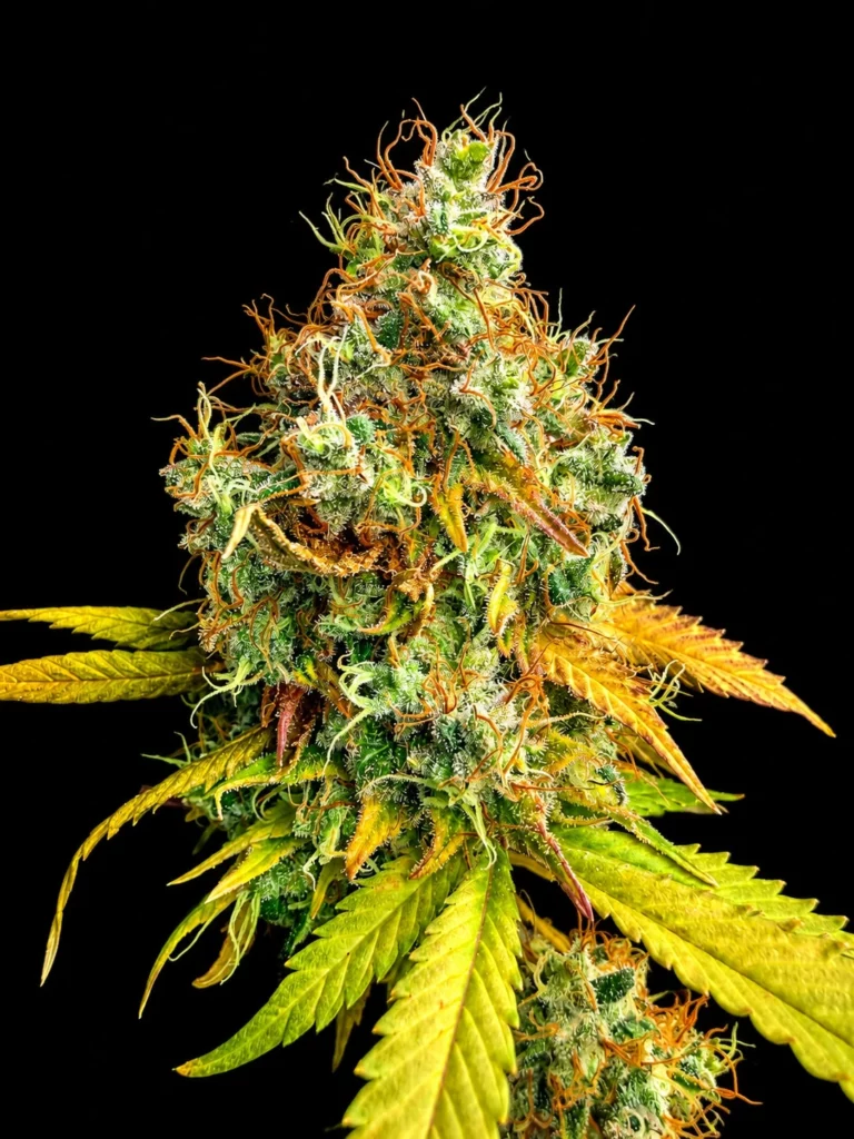 รูปดอกกัญชาเพิ่งตัด สายพันธุ์ OG Kush strain / High-garden420