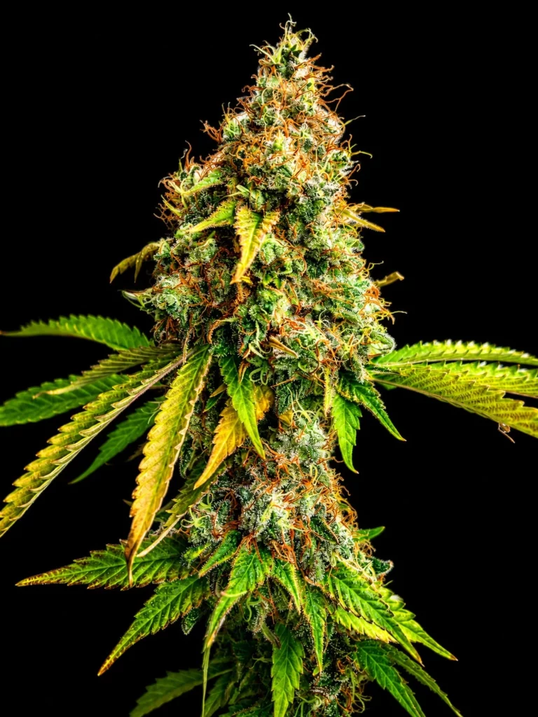 รูปกิ่งกัญชา สายพันธุ์ OG Kush strain / High-garden420