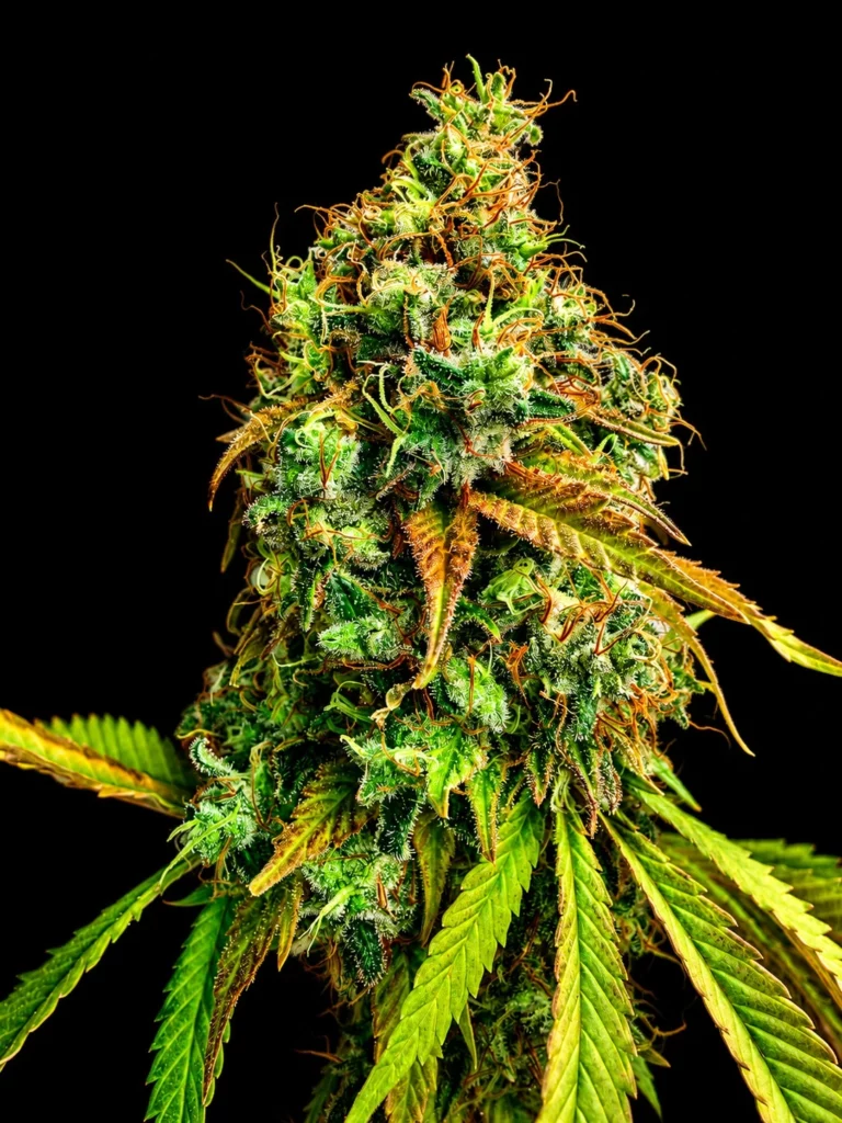 รูปดอกกัญชาเพิ่งตัด สายพันธุ์ OG Kush strain / High-garden420