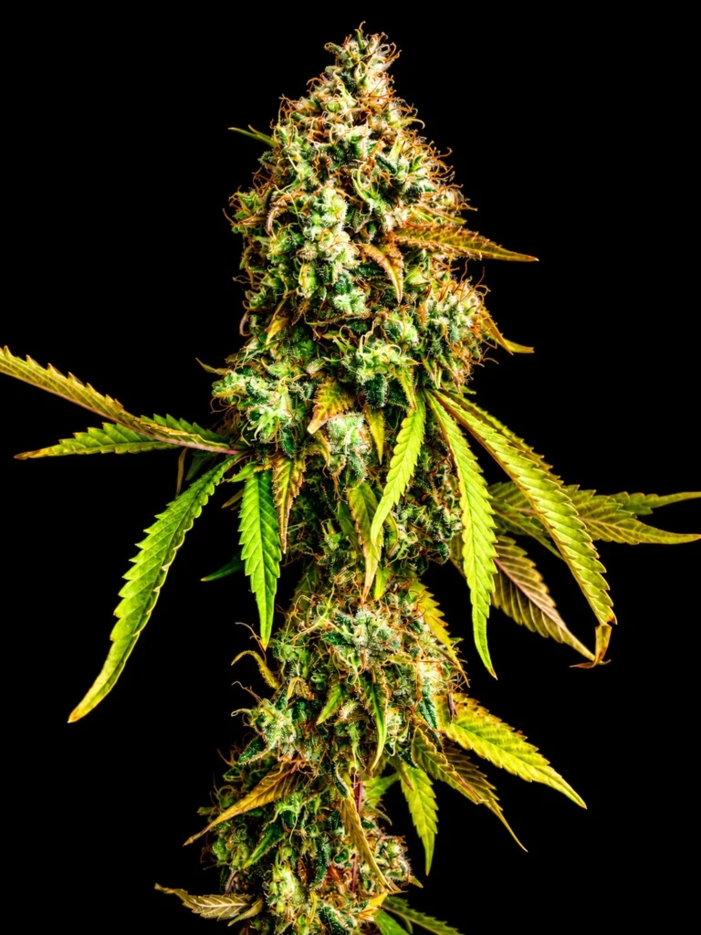 รูปกิ่งกัญชา สายพันธุ์ OG Kush strain / High-garden420