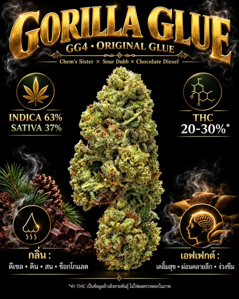 ดอกกรีนเฮาส์สายพันธุ์ Gorilla glue