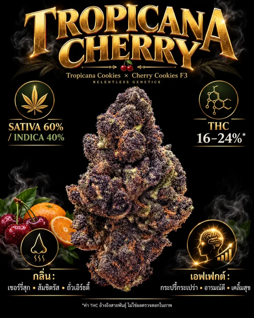 ดอกกรีนเฮาส์ สายพันธุ์ Tropicana Cherry